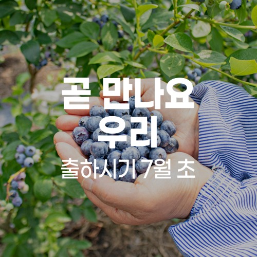 [철원예원] 무농약 블루베리 1kg/2kg