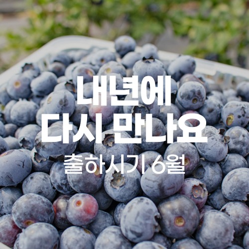 [철원예원] 무농약 블루베리 1kg